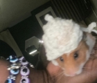 Spice the Hamster