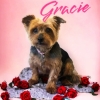 Gracie the Dog